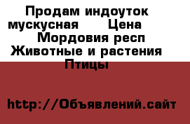 Продам индоуток ( мускусная )  › Цена ­ 800 - Мордовия респ. Животные и растения » Птицы   